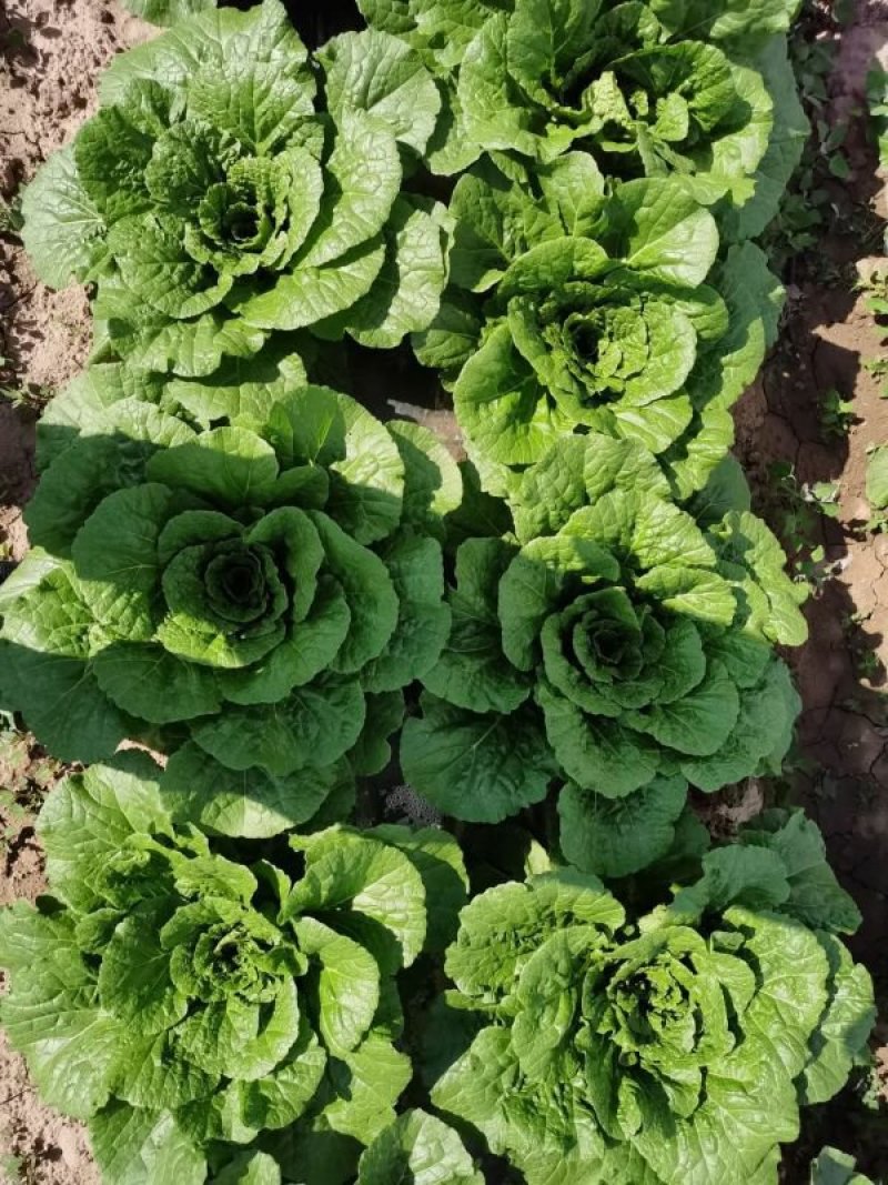 【推荐】宁夏黄心白菜可按斤可包地欢迎致电咨询选购