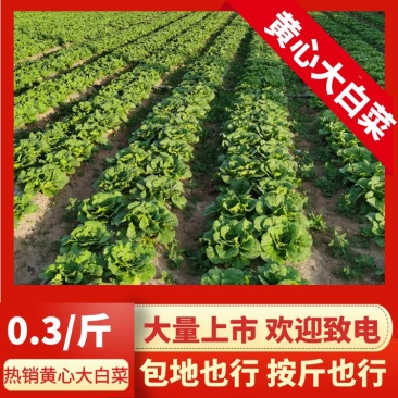 【推荐】宁夏黄心白菜可按斤可包地欢迎致电咨询选购