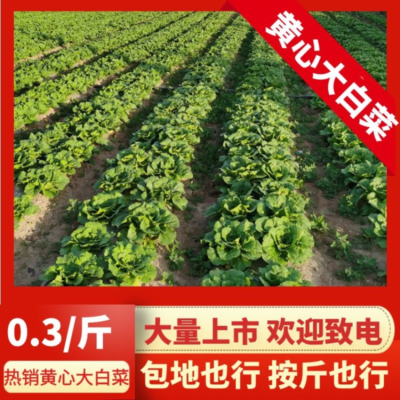 【推荐】宁夏黄心白菜可按斤可包地欢迎致电咨询选购