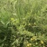 贵州黔西南州纯野生刺梨干