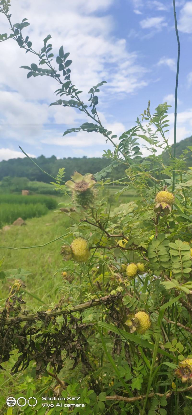 贵州黔西南州纯野生刺梨干