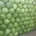 【热卖中】精品河北包菜绿甘蓝大量上市欢迎来电咨询！！