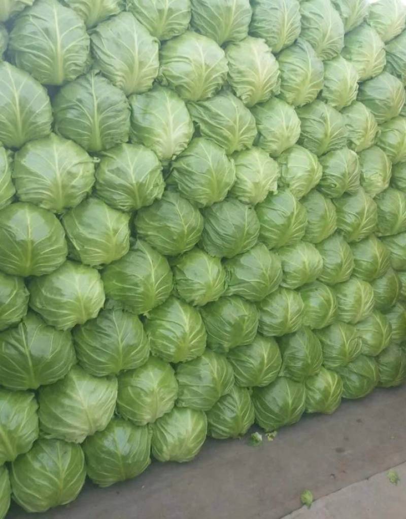 【热卖中】精品河北包菜绿甘蓝大量上市欢迎来电咨询！！