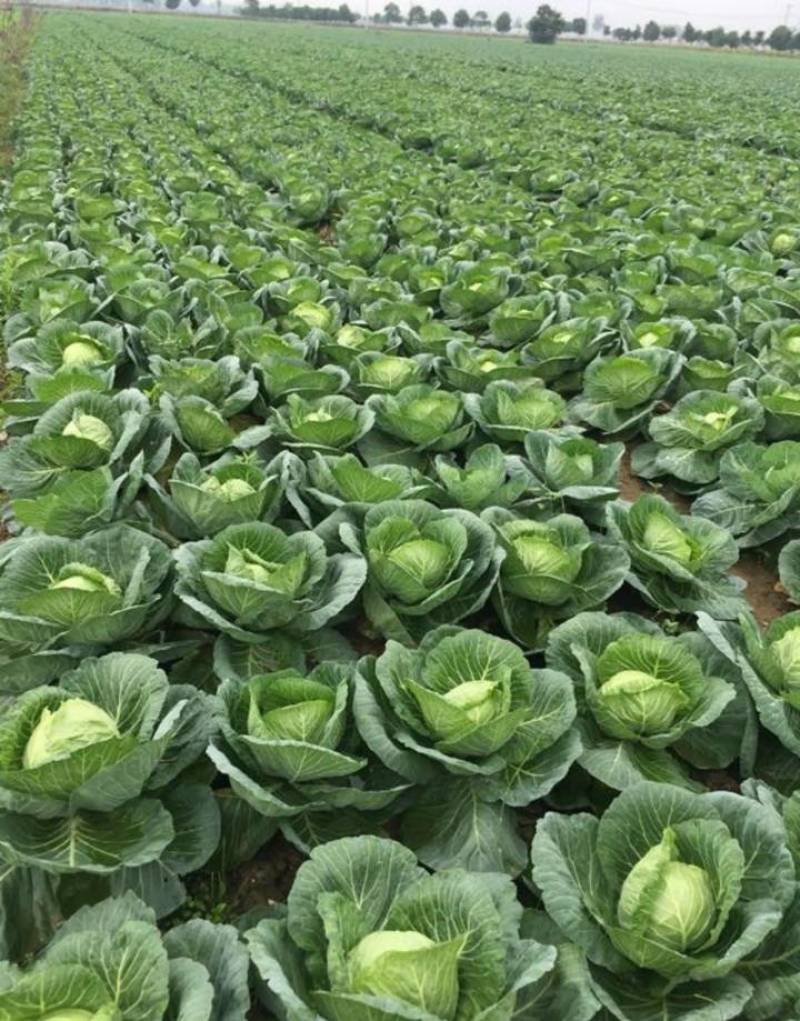 【热卖中】精品河北包菜绿甘蓝大量上市欢迎来电咨询！！