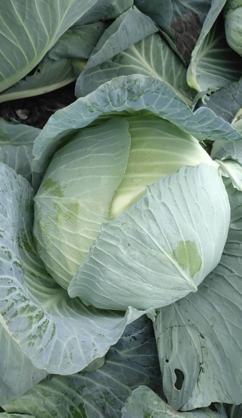 【热卖中】精品河北包菜绿甘蓝大量上市欢迎来电咨询！！