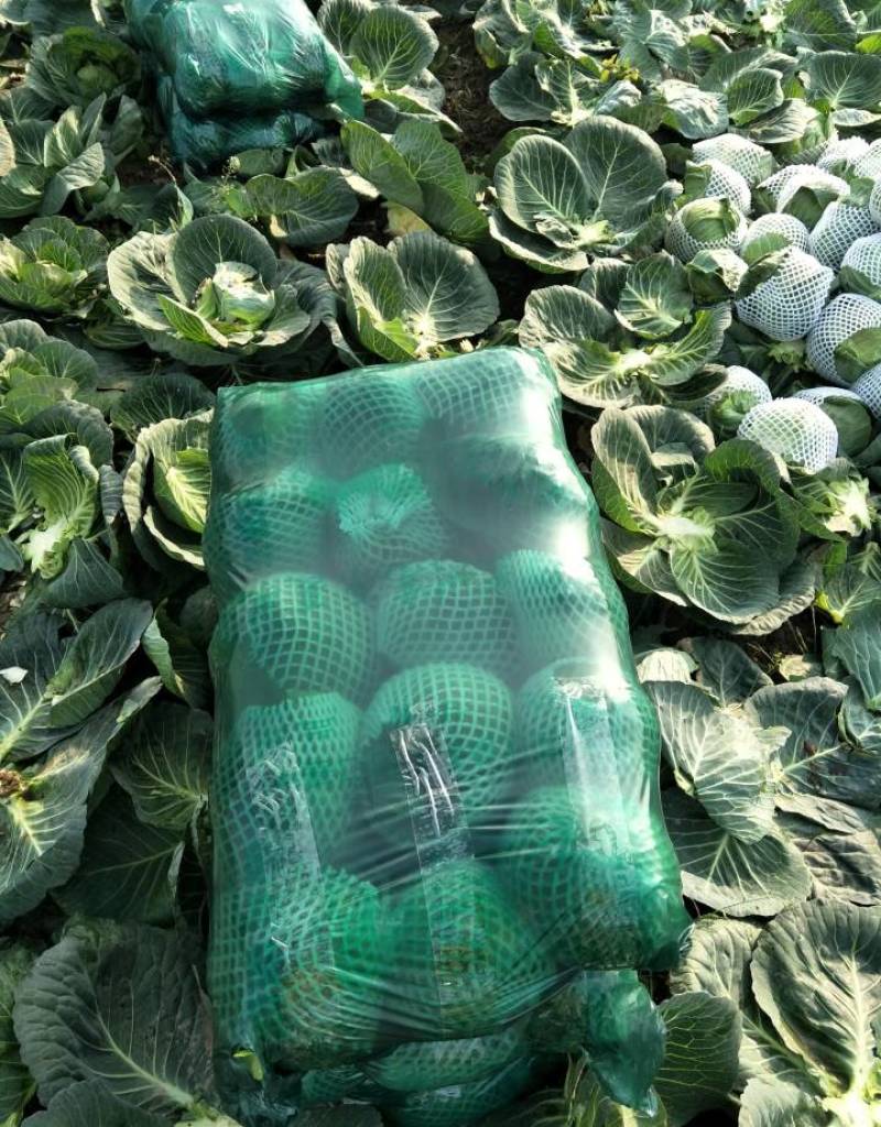 【热卖中】精品河北包菜绿甘蓝大量上市欢迎来电咨询！！