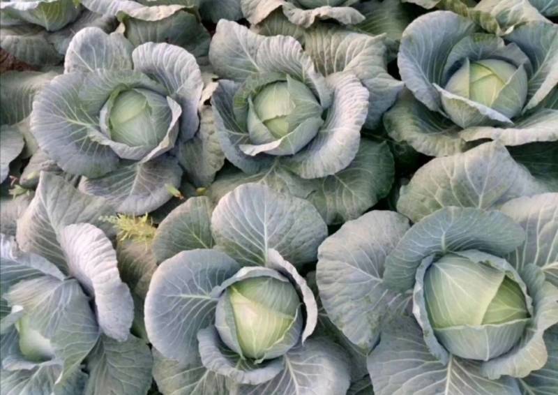 【热卖中】精品河北包菜绿甘蓝大量上市欢迎来电咨询！！