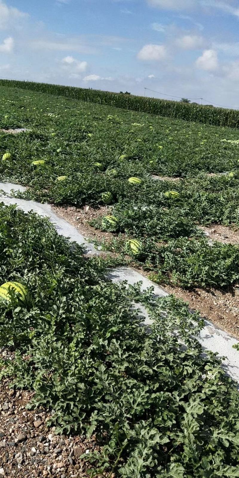 金花1号鲜摘装车1茬瓜旱沙地西瓜
