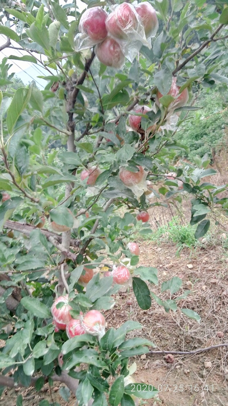 苹果金帅嗄啦红香焦秦阳美八