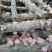 留坝深山野外自然生长香菇精选厚菇白花菇脚短肉厚菇香味浓郁