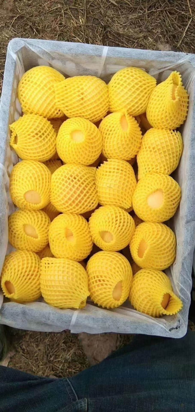 锦绣套袋黄桃，大量有货，产地直供一手货源