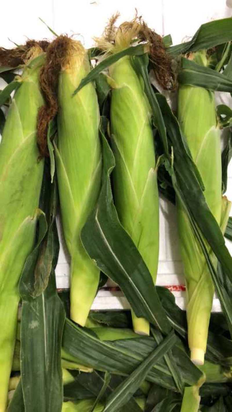 纯正细芯正甜金银玉米，