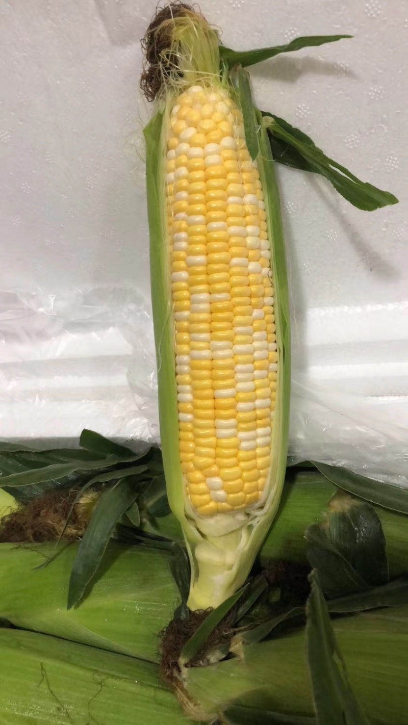 纯正细芯正甜金银玉米，