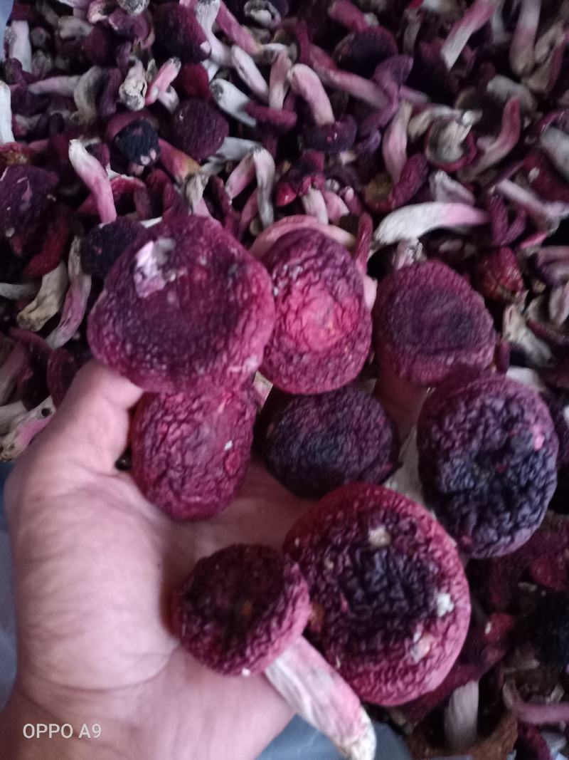 红菇野生正红菇，云南蓝底正红菇大量批发红菇