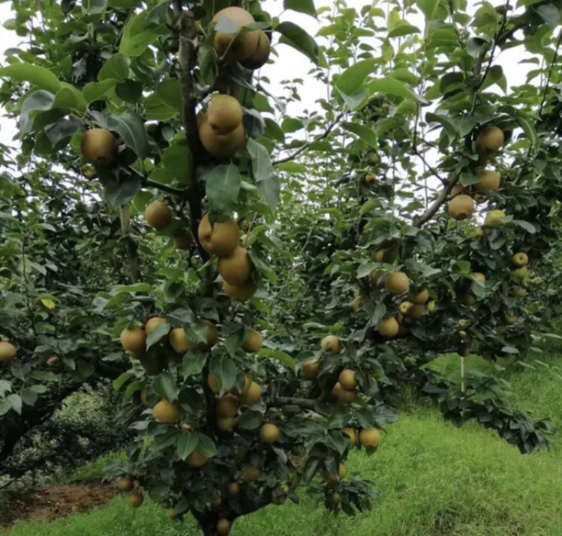 翠冠梨桐琴蜜梨皇冠梨黄花梨秋月梨清脆可口热销中