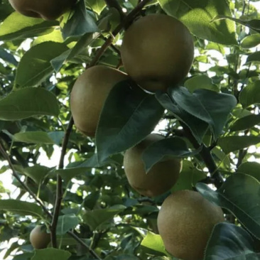翠冠梨桐琴蜜梨皇冠梨黄花梨秋月梨清脆可口热销中