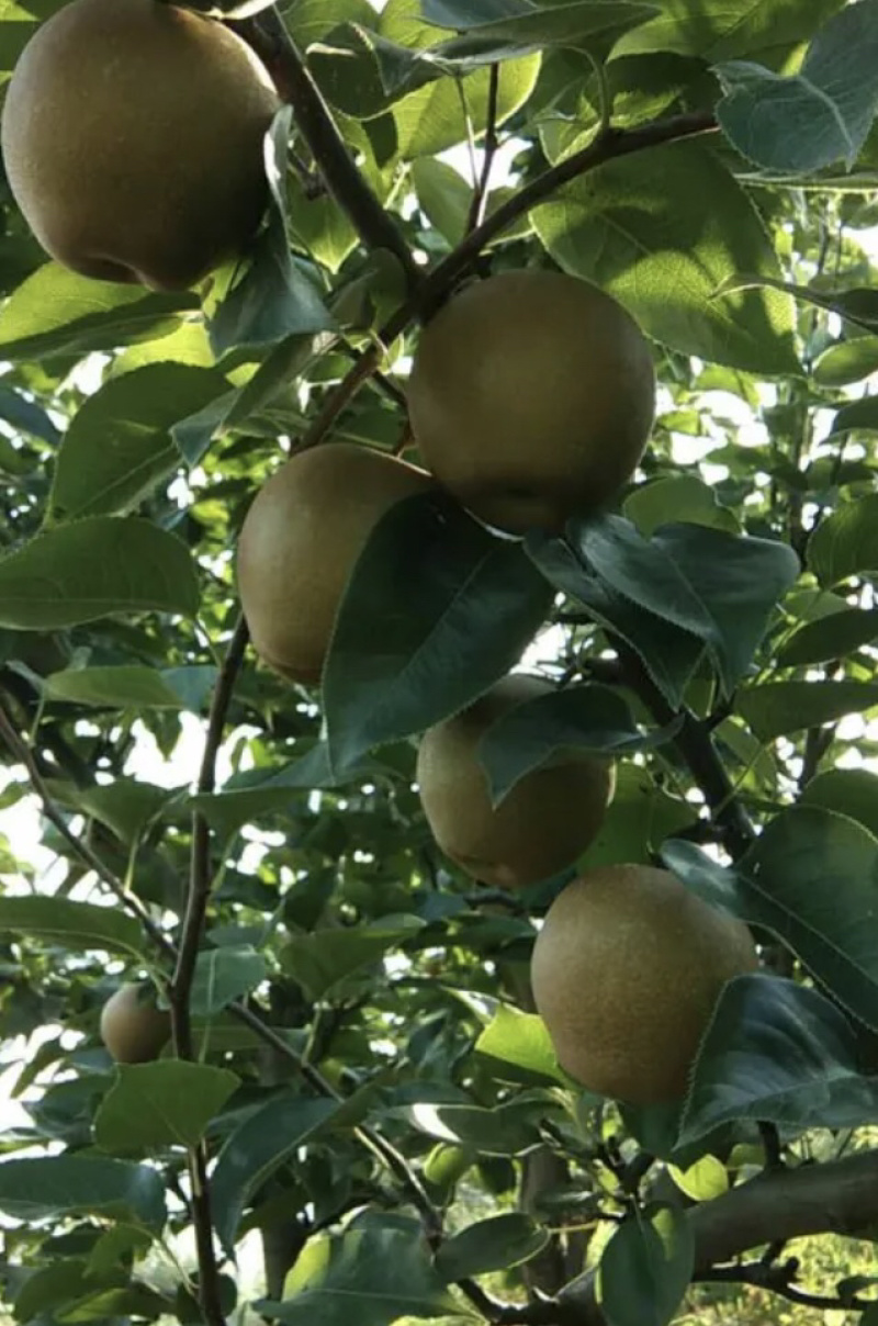 翠冠梨桐琴蜜梨皇冠梨黄花梨秋月梨清脆可口热销中