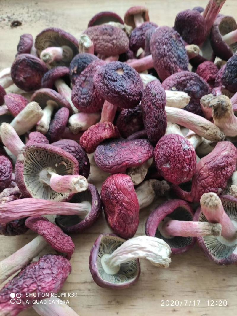 红菇野生正红菇，云南蓝底正红菇大量批发红菇