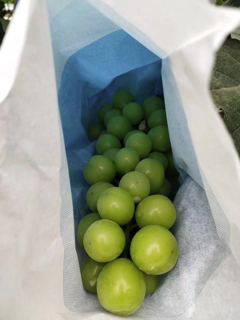 陕西大荔阳光玫瑰葡萄基地，瓜型口，口感甜，果面亮
