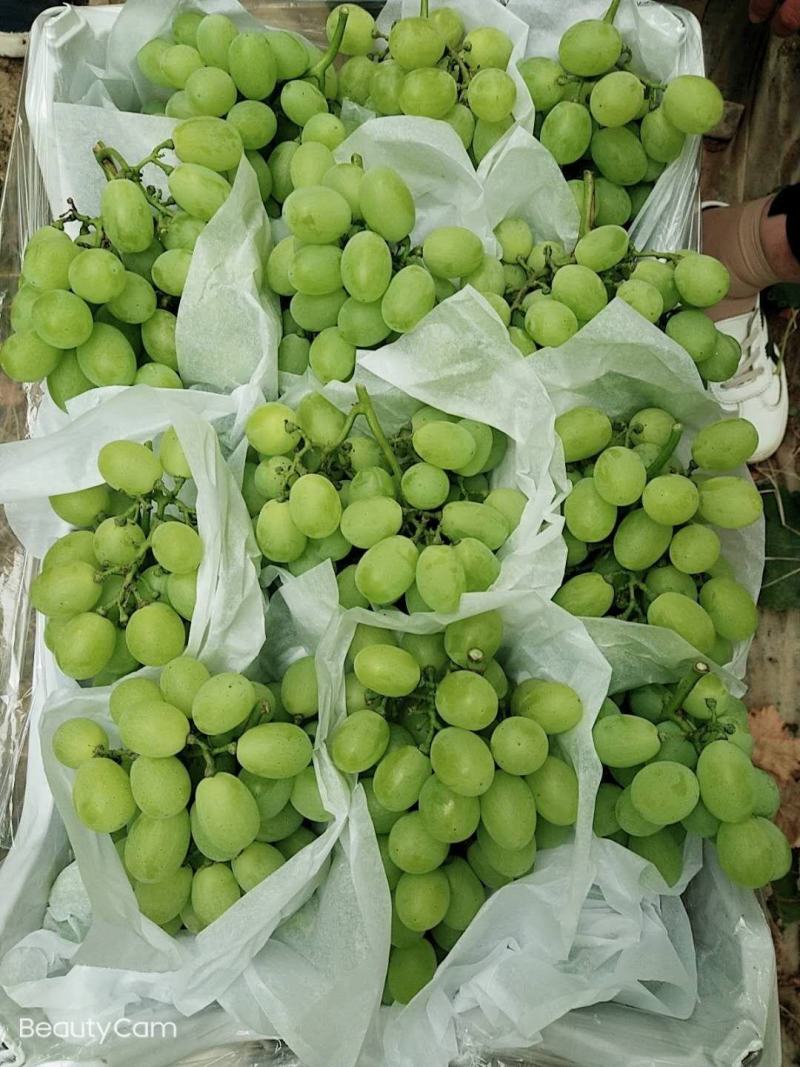 陕西大荔阳光玫瑰葡萄基地，瓜型口，口感甜，果面亮
