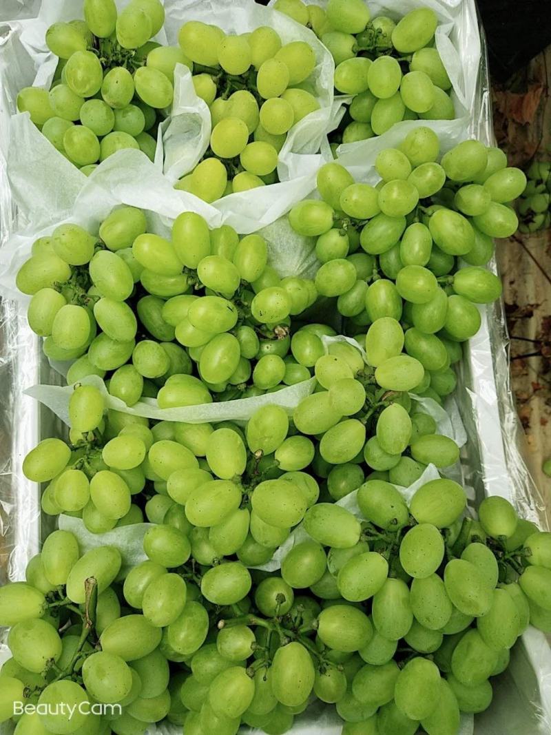 陕西大荔阳光玫瑰葡萄基地，瓜型口，口感甜，果面亮