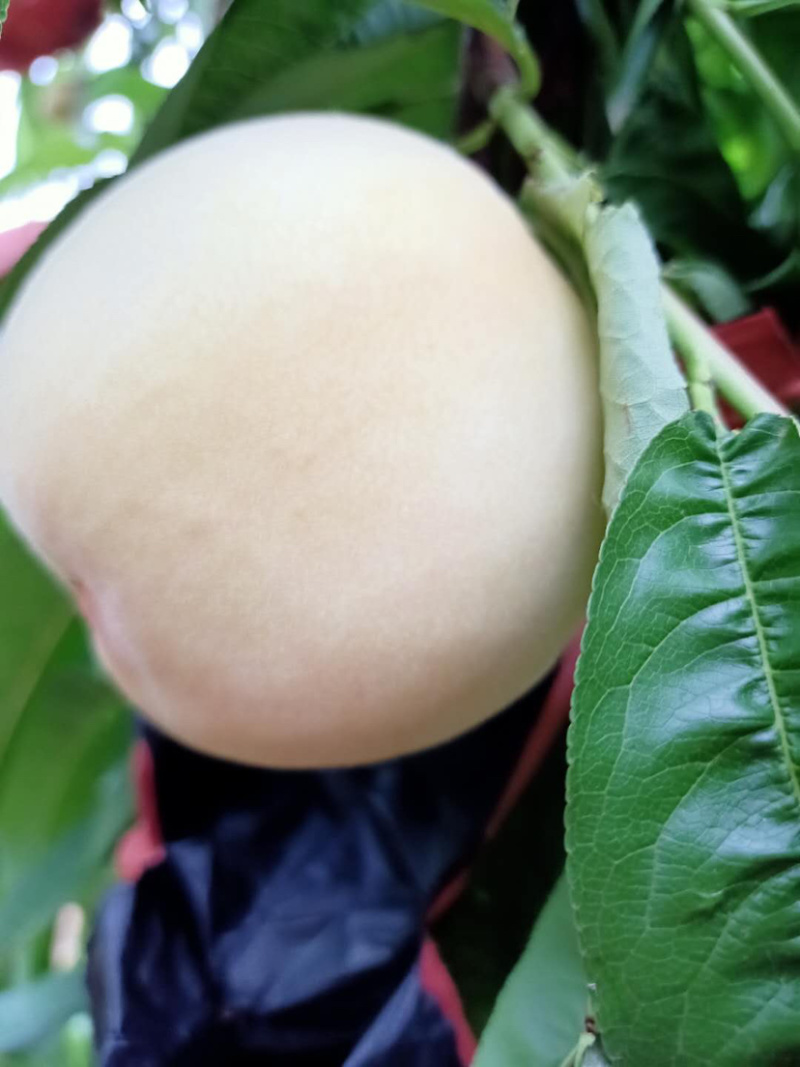 桃子，白桃，水蜜桃，新沂白凤白桃新沂水蜜桃