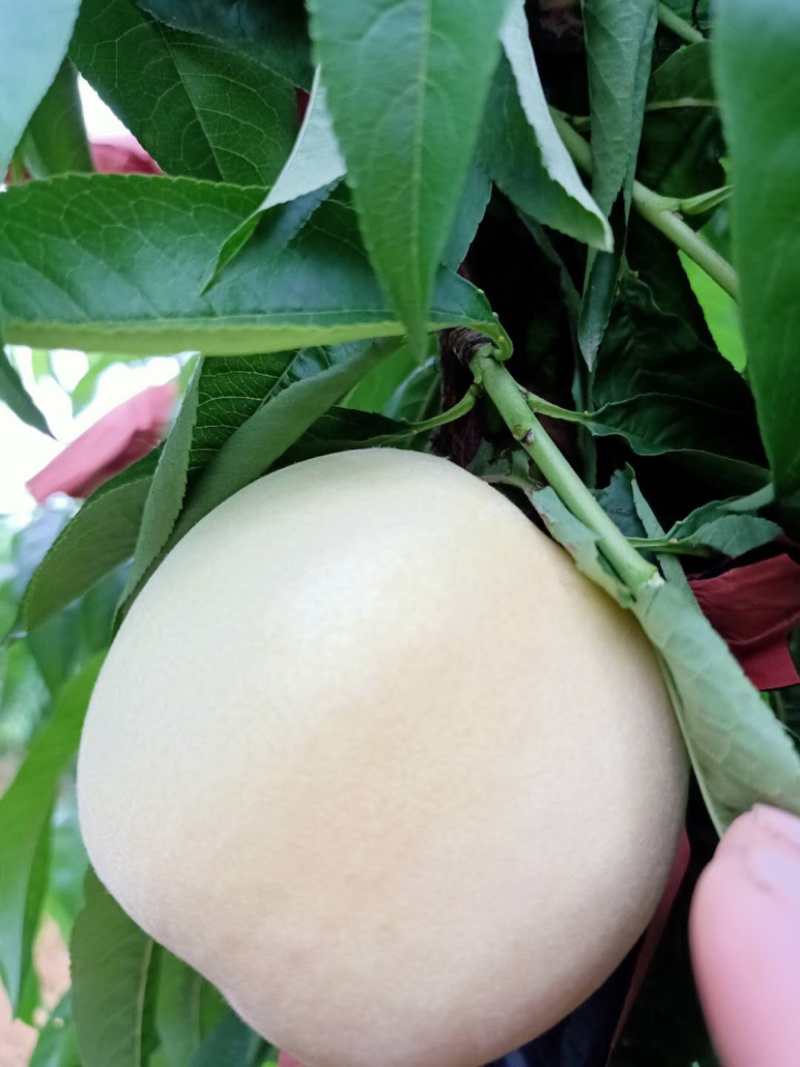 桃子，白桃，水蜜桃，新沂白凤白桃新沂水蜜桃