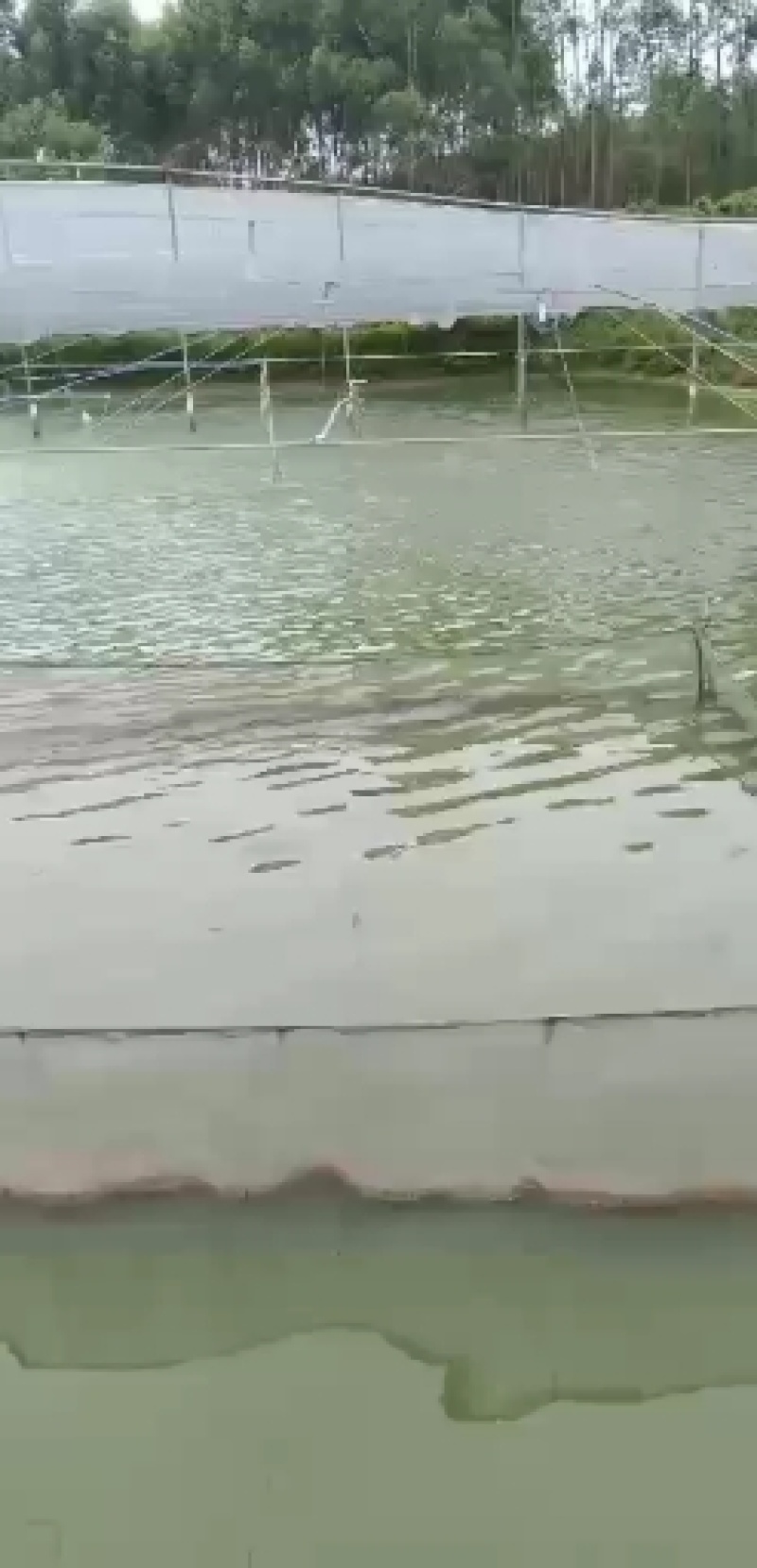 鳜鱼，桂花鱼苗，翘嘴桂鱼苗，生猛，抗病力强