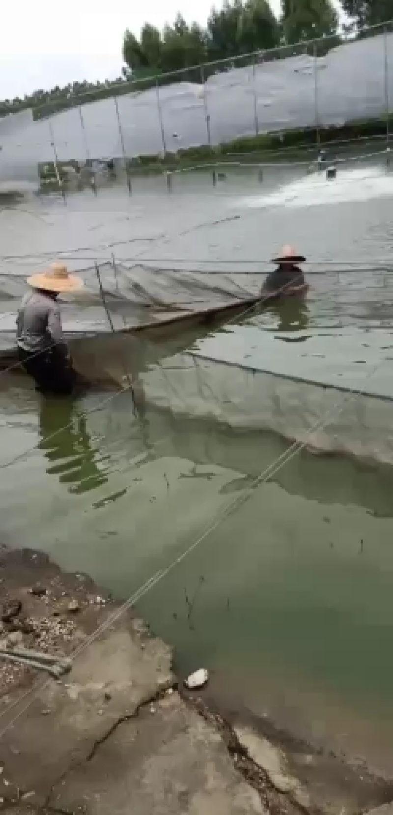 鳜鱼，桂花鱼苗，翘嘴桂鱼苗，生猛，抗病力强