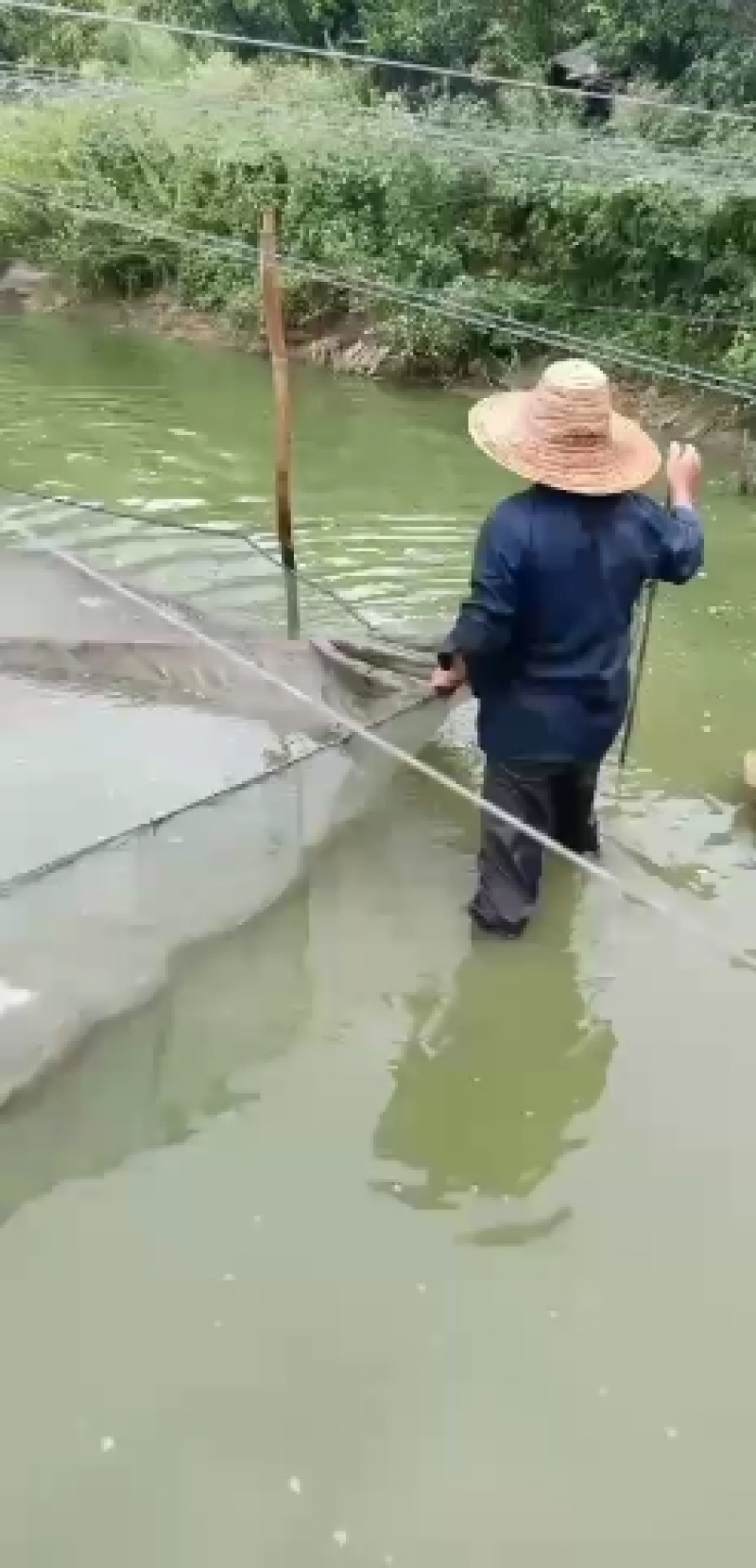 鳜鱼，桂花鱼苗，翘嘴桂鱼苗，生猛，抗病力强