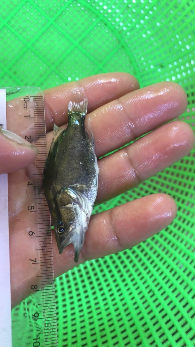 鳜鱼，桂花鱼苗，翘嘴桂鱼苗，生猛，抗病力强