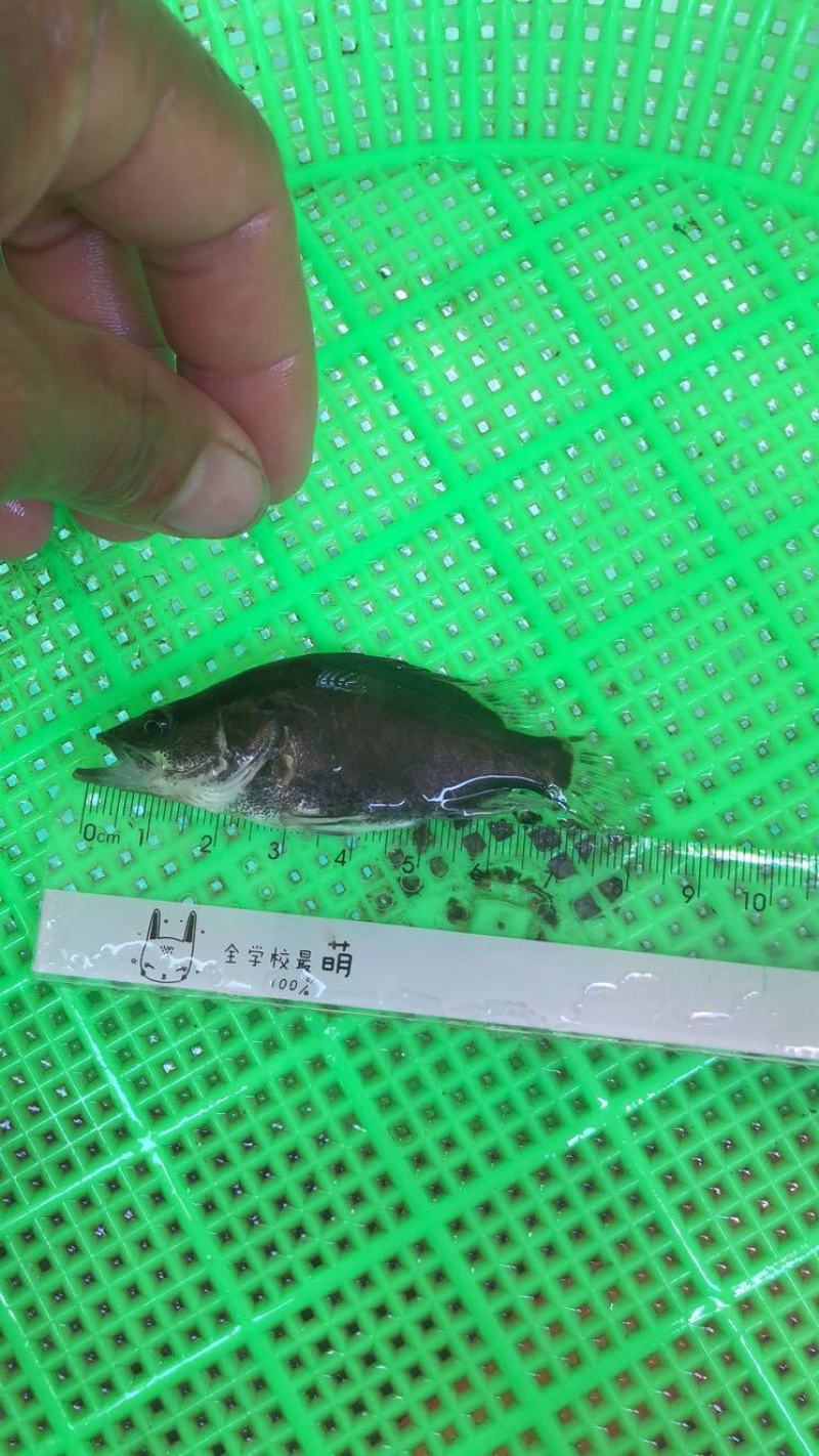 鳜鱼，桂花鱼苗，翘嘴桂鱼苗，生猛，抗病力强