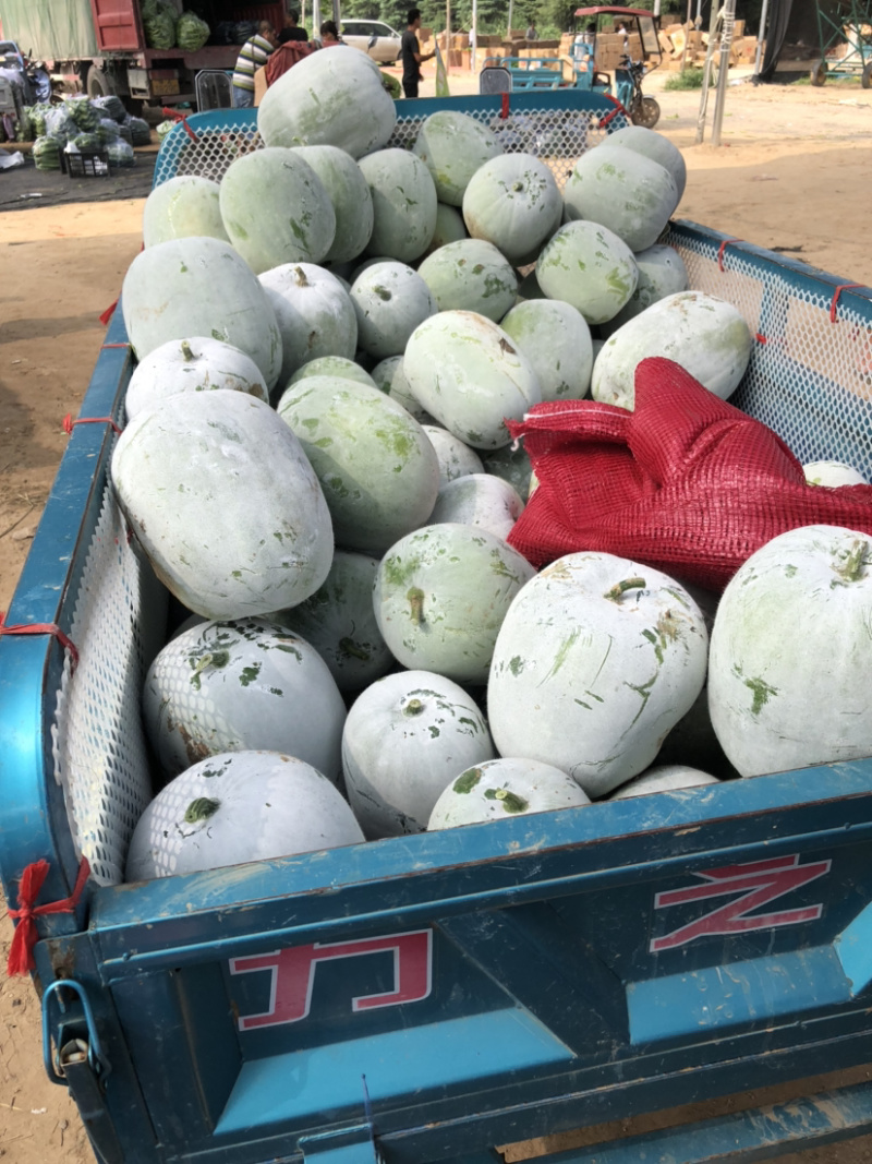【基地直供】一串零冬瓜大量上市品质好价格低欢迎抢购
