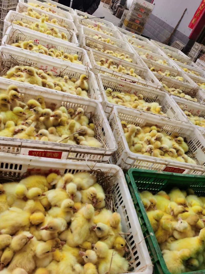 狮头鹅鹅苗价格/厂家直销质量保障免费送货到家