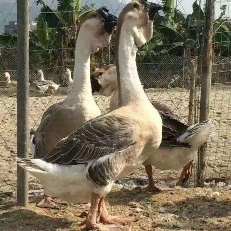 正宗狮头鹅苗白狮头鹅苗价格灰狮头鹅苗价格包成活率