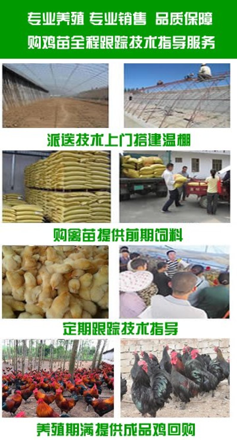 正宗狮头鹅苗白狮头鹅苗价格灰狮头鹅苗价格包成活率
