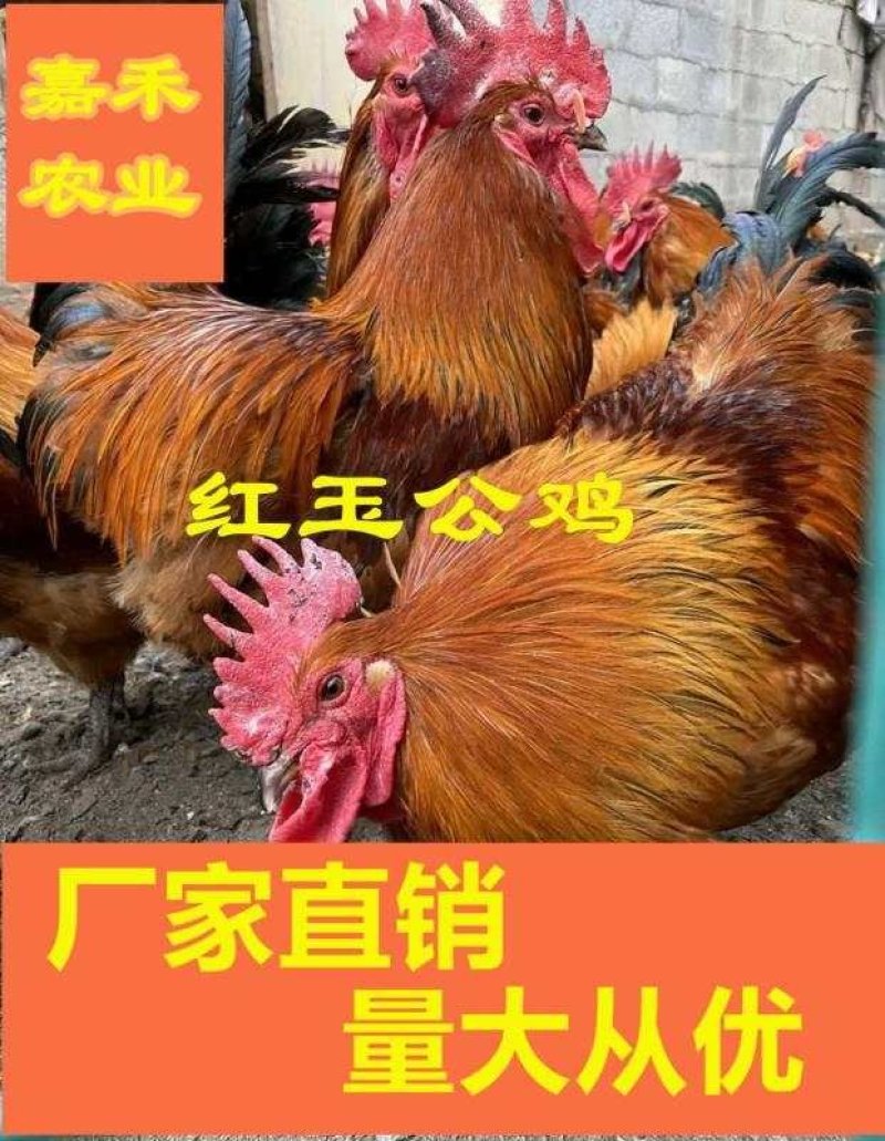 红玉鸡苗包运输包成活率包打疫量大从优