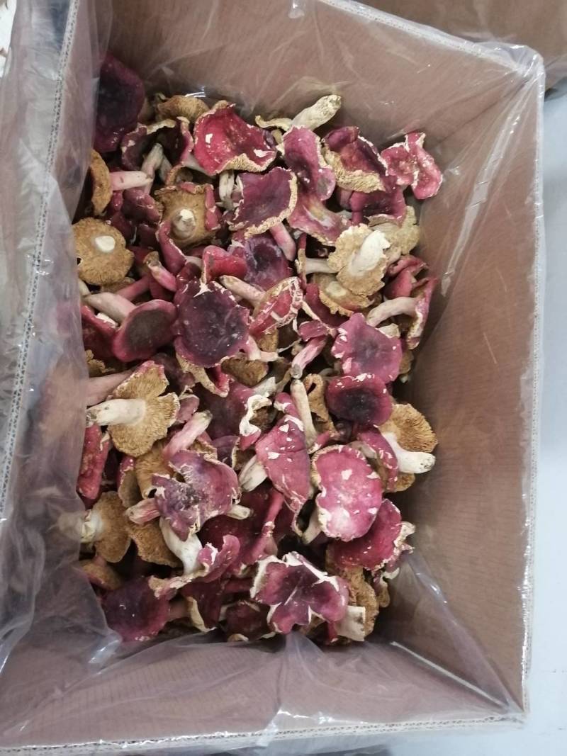红菇干货500克实体店红蘑菇烤干的菇质量好批发价