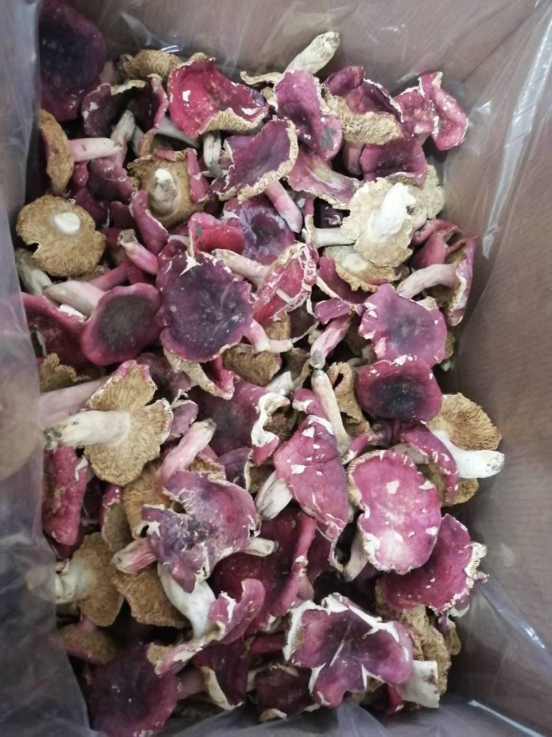 红菇干货500克实体店红蘑菇烤干的菇质量好批发价
