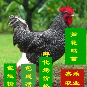 芦花鸡纯种芦花鸡苗，包运输包成活率包技术包打疫苗