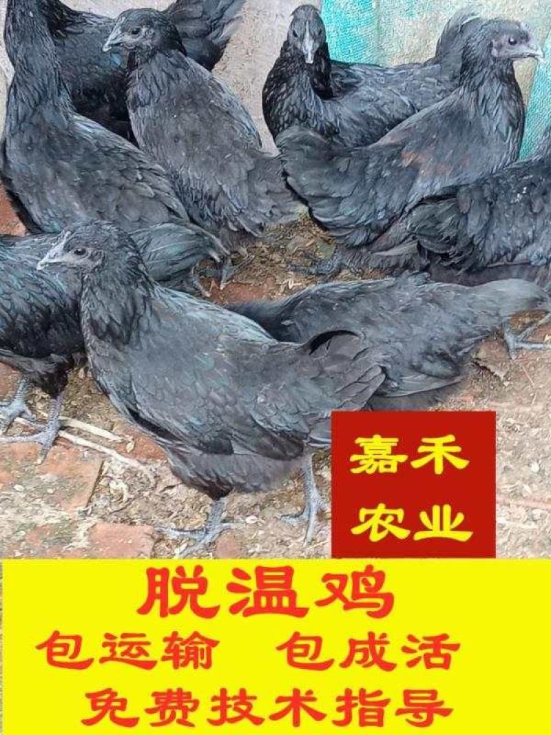脱温鸡苗半斤到八两左右，品种多，请关顾店铺