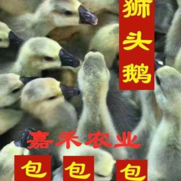 鹅苗有三花,狮头,白鹅,质量保证,疫苗以打请多多关顾