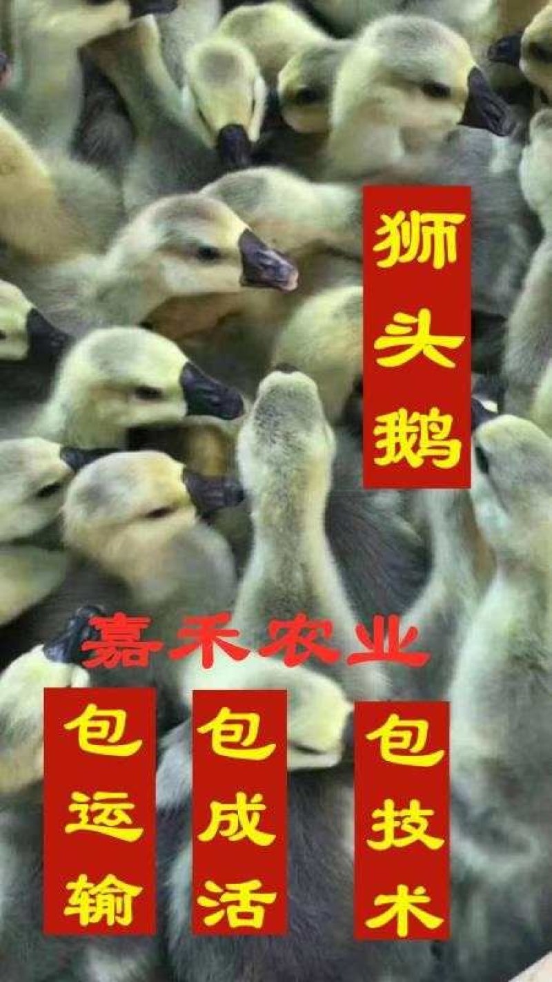 鹅苗有三花，狮头，白鹅，质量保证，疫苗以打请多多关顾