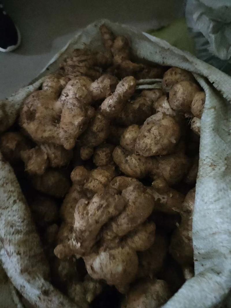 山东优质姜巴子大量上市销售，价格便宜