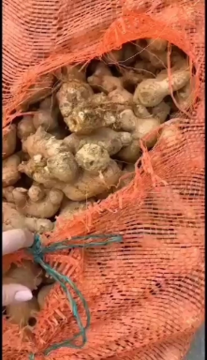 山东优质姜巴子大量上市销售，价格便宜