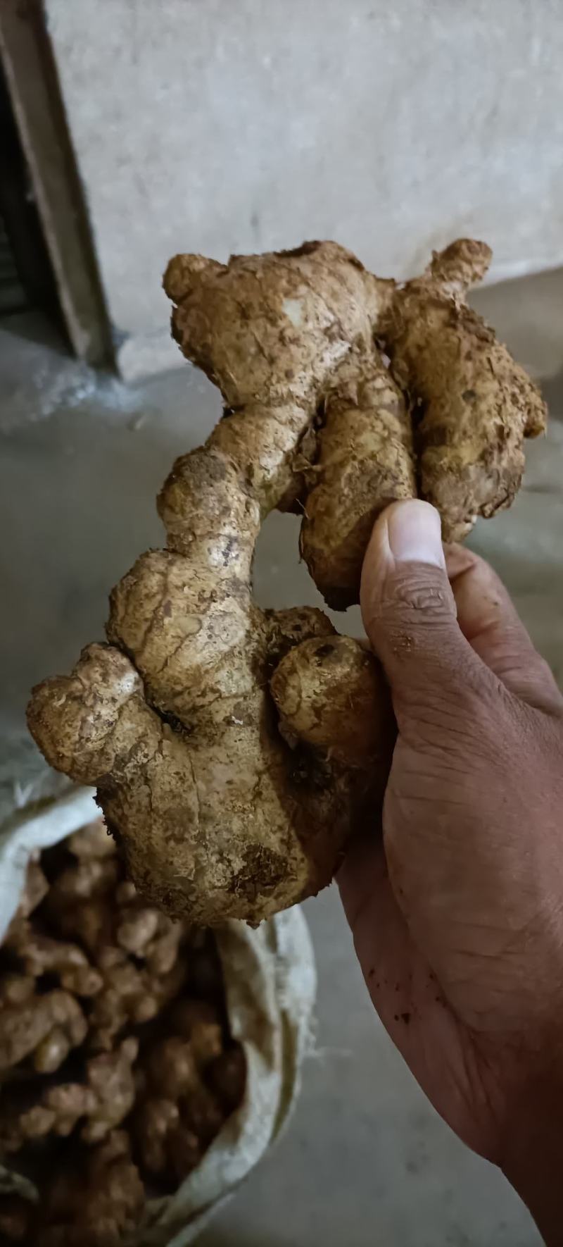 山东优质姜巴子大量上市销售，价格便宜