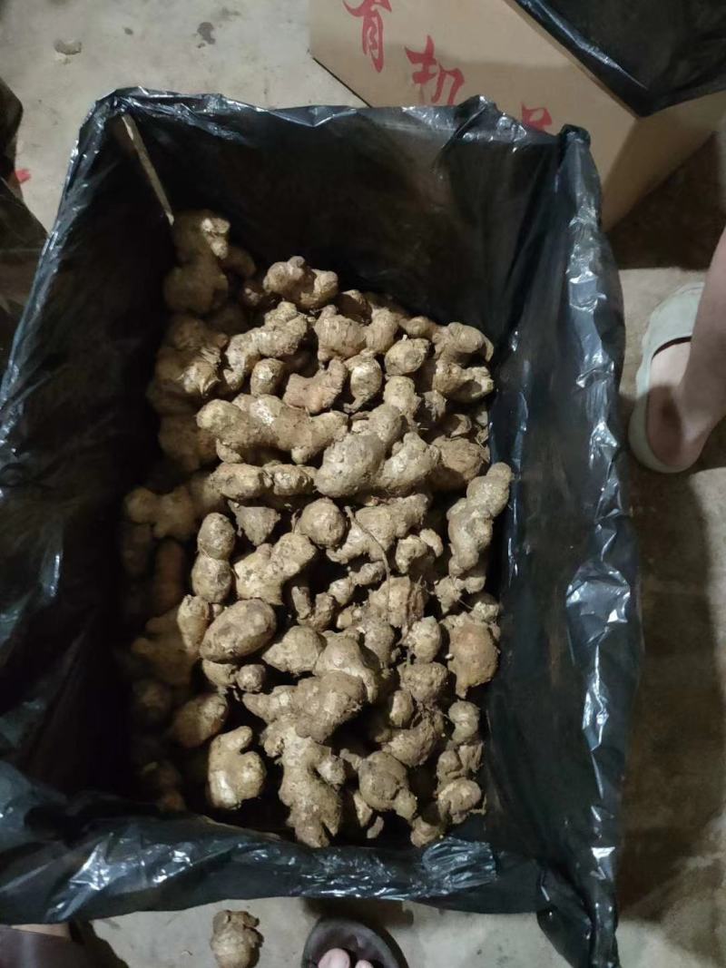 山东优质姜巴子大量上市销售，价格便宜