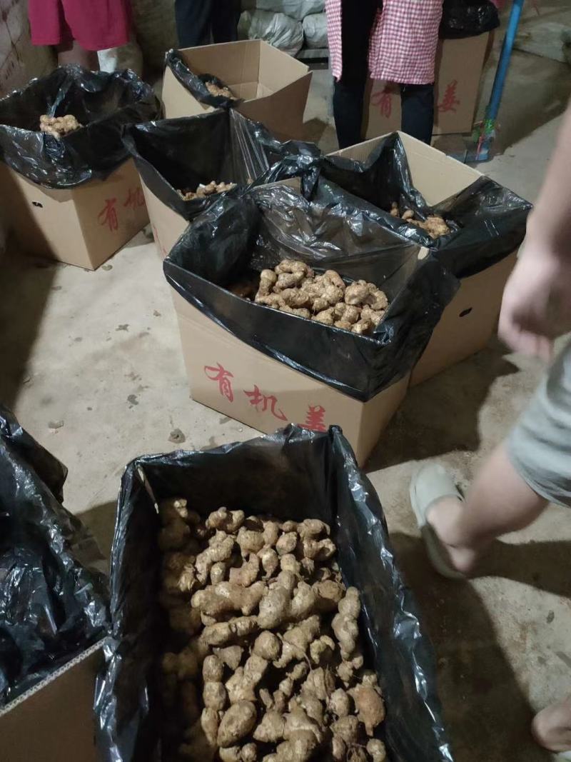 山东优质姜巴子大量上市销售，价格便宜
