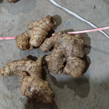 山东优质姜巴子大量上市销售，价格便宜
