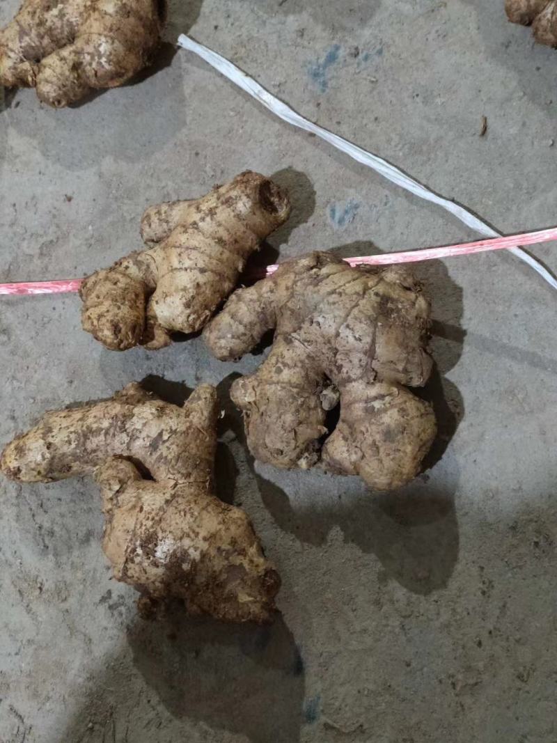 山东优质姜巴子大量上市销售，价格便宜
